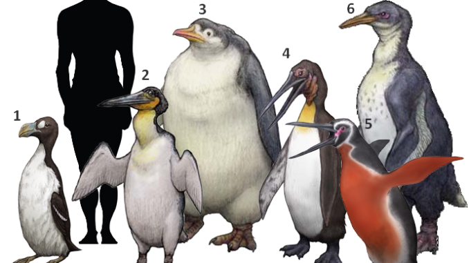 pinguino
