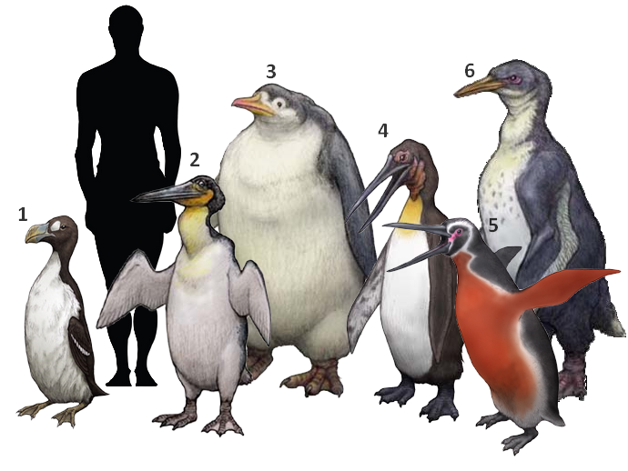 pinguino