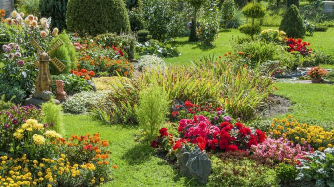 plantas