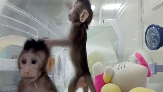 MONOS CLONADOS