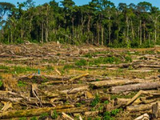 Deforestacion La Republica Ec