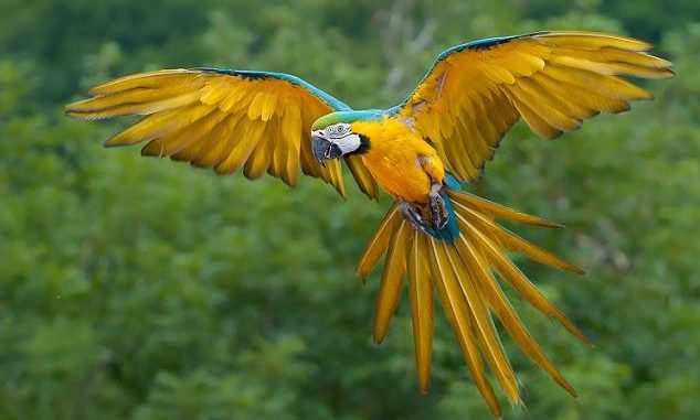 guacamayo azul