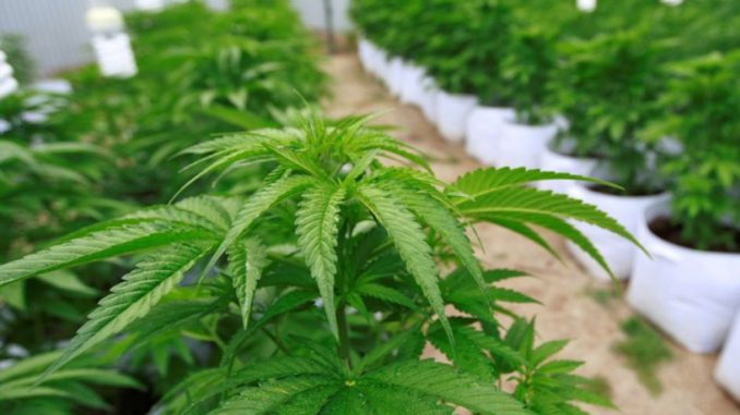marihuana 9