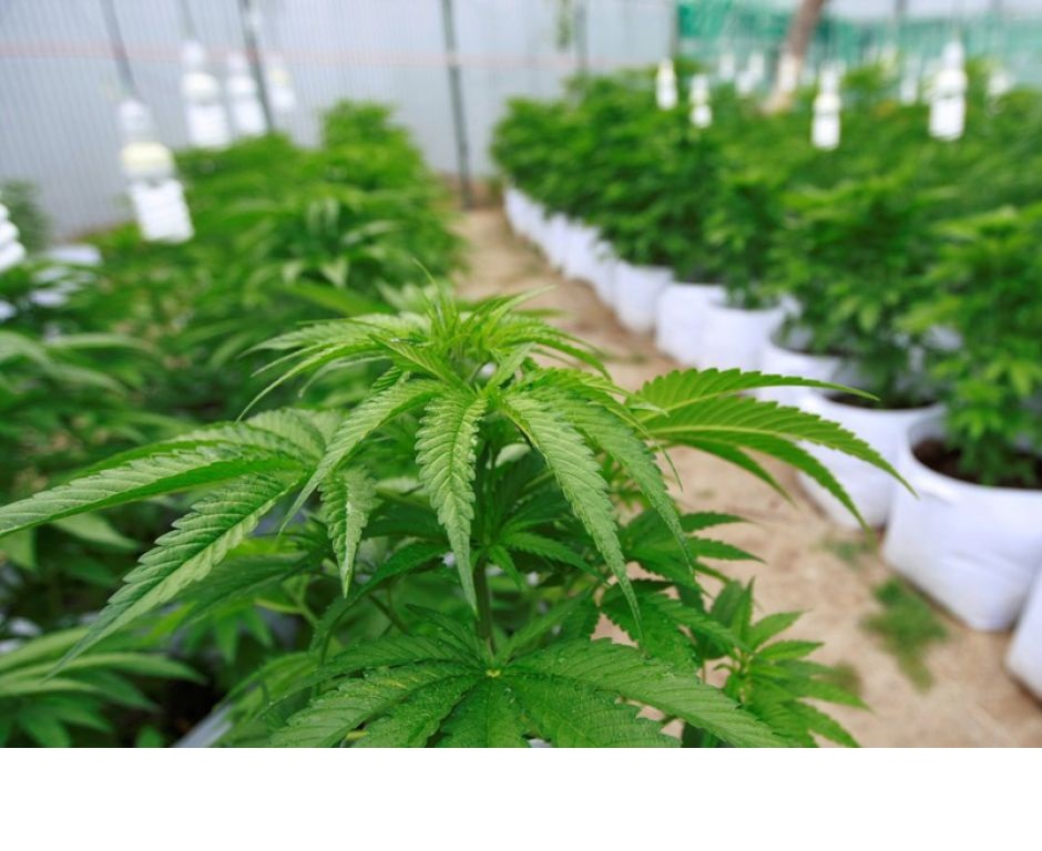 marihuana 9
