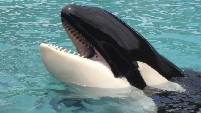 orca