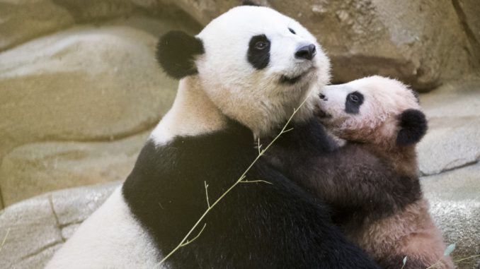 FRANCIA-BEBE PANDA