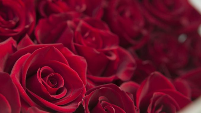 Rosas de Ecuador, preparadas para enamorar a medio mundo en San Valentín |  La República EC