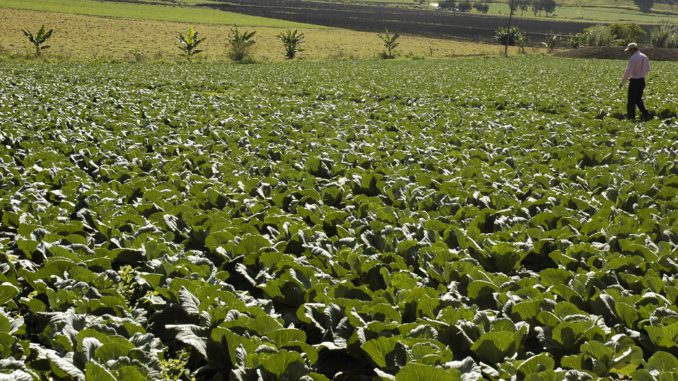Sector Agricola
