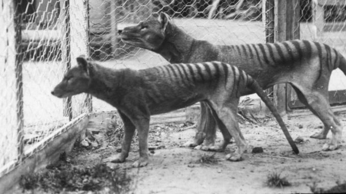 Tigre de Tasmania