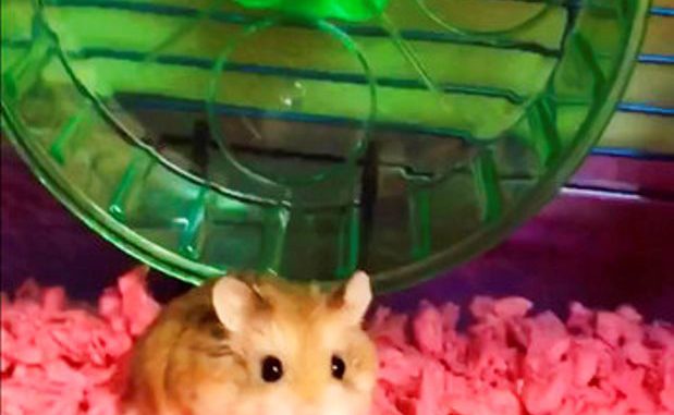 HAMSTER AL INODORO