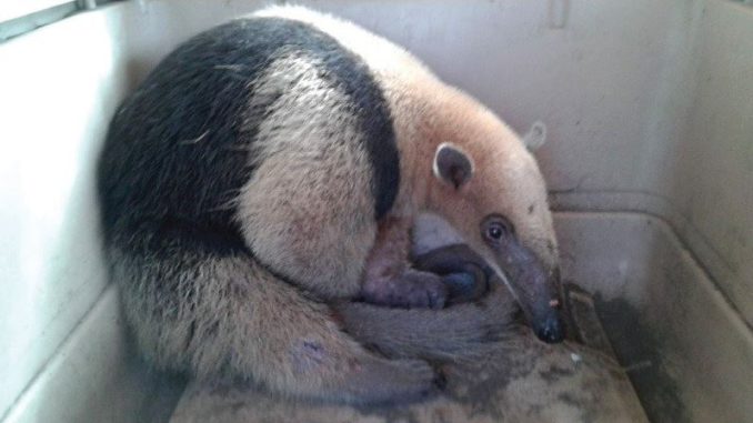 oso hormiguero