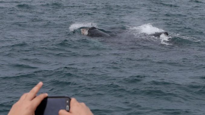 Ballenas peru