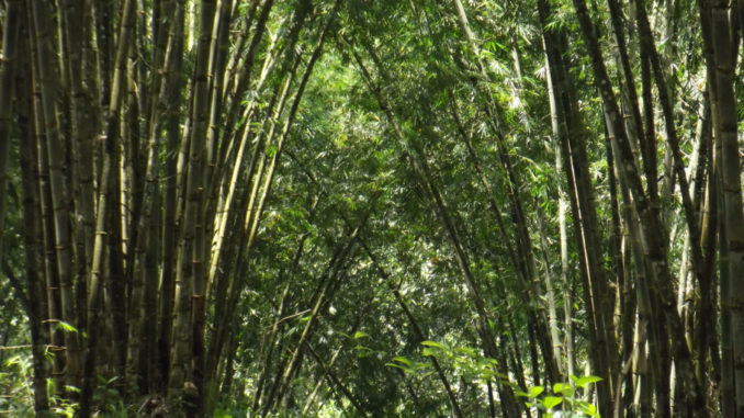 bambu ecuador