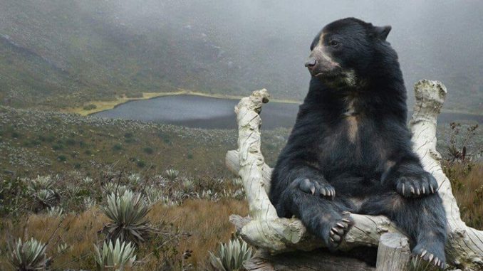 oso