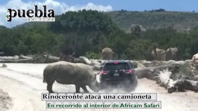 rinoceronte ataca camioneta