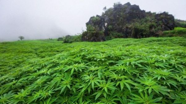 cultivo droga