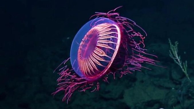medusas