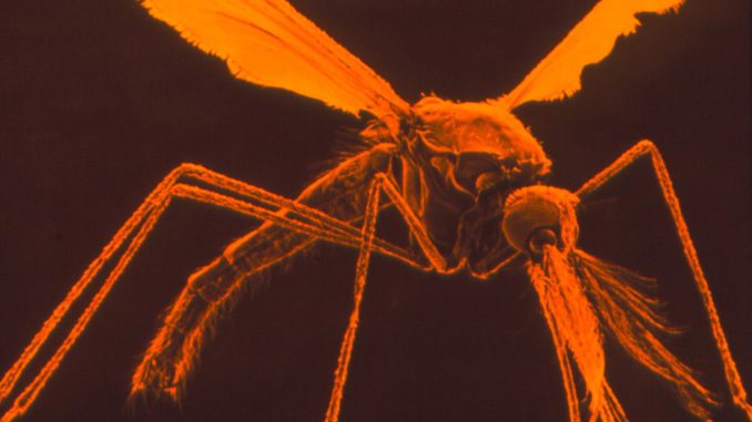 insectos aliados