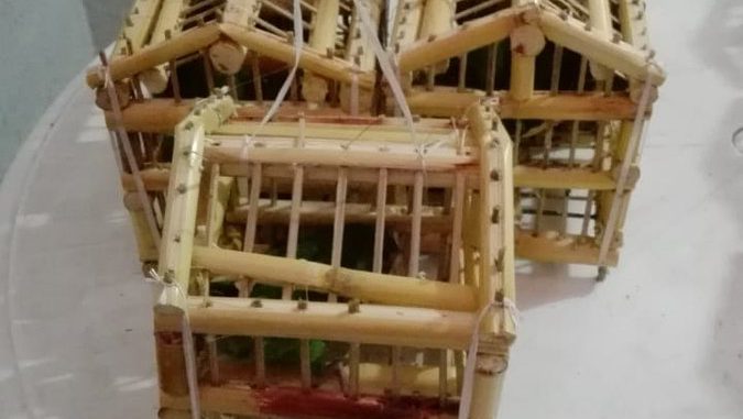 Pericos