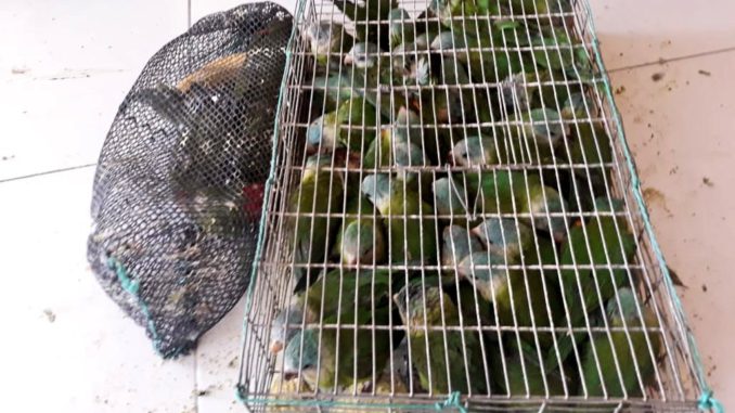 loros