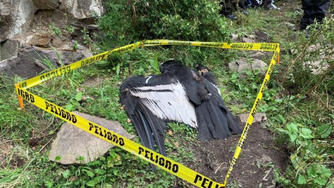 condor