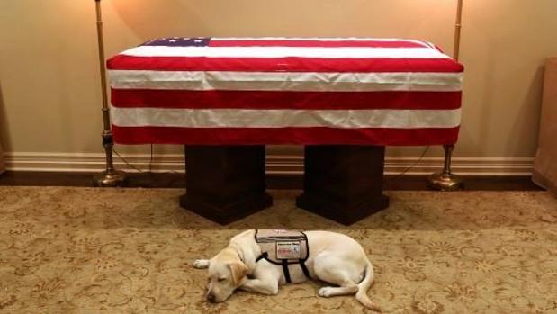 perro-bush-k95E--620x349@abc