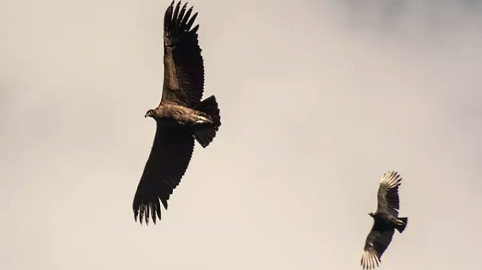 Condor