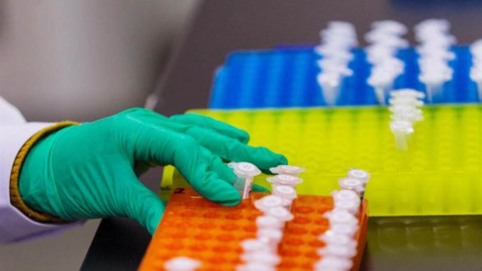 feto con genes modificados