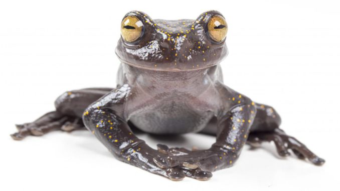 rana
