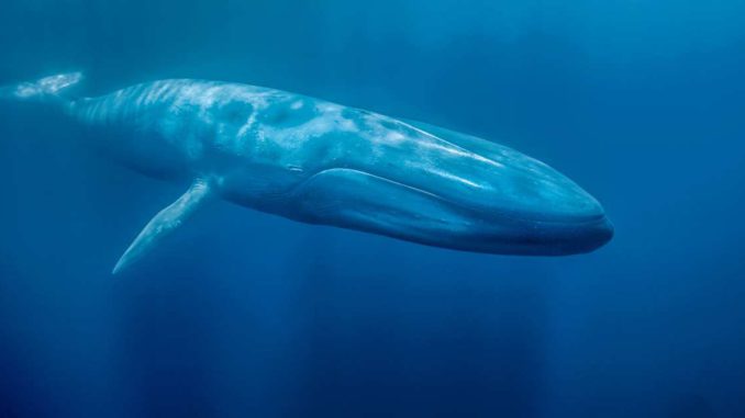 ballenas azules