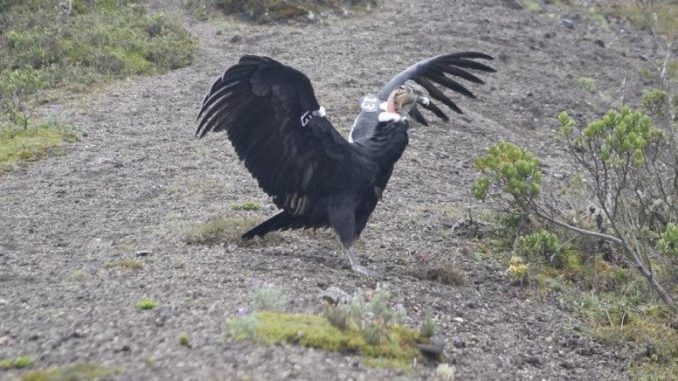 condor