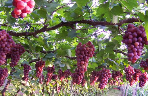 uvas