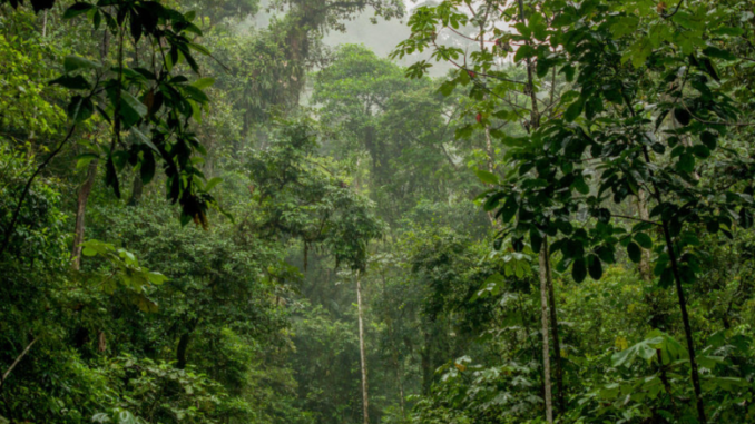 amazonia
