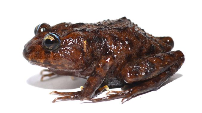 Hallada una nueva especie de anfibio en Ecuador