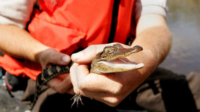 caiman