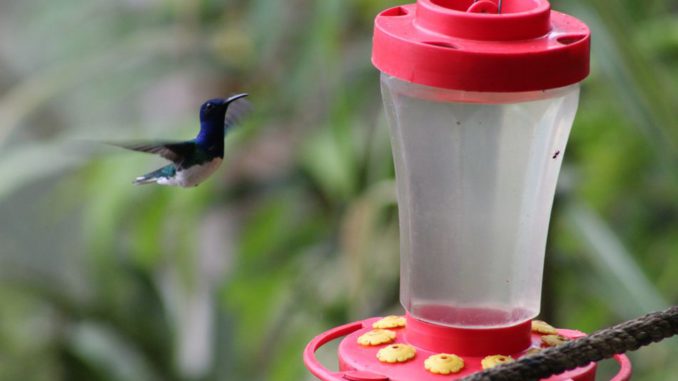 Ecuador, un paraíso para las aves más diminutas del mundo
