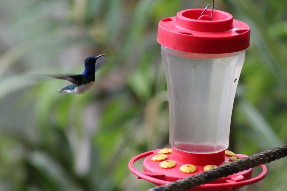 Ecuador Tiene Casi La Mitad De Especies De Colibries En El Mundo