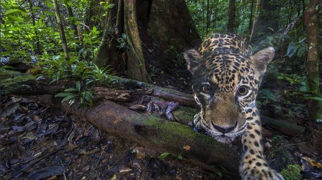 jaguar