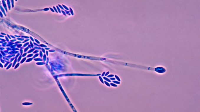 fusarium