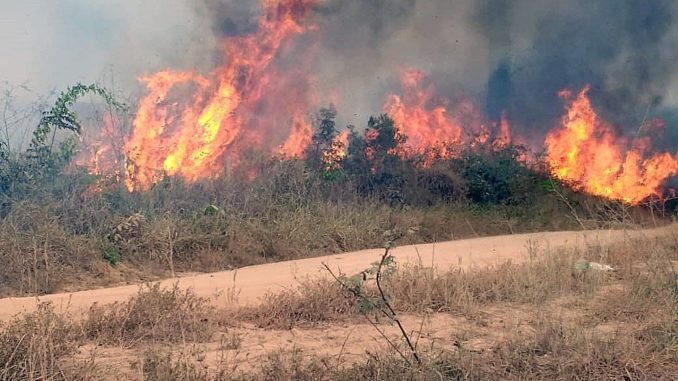 amazonia incendio