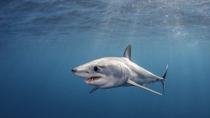 mako