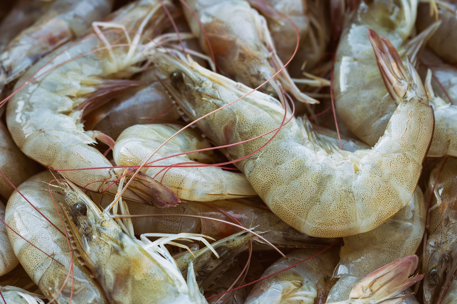 Homemade food concept of shrimp... camaron_blanco_bigstock. 