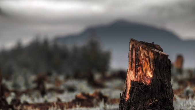 deforestacion-1170x878