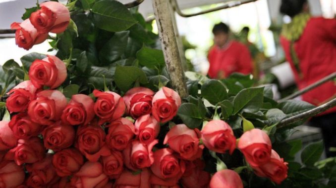 industria flores