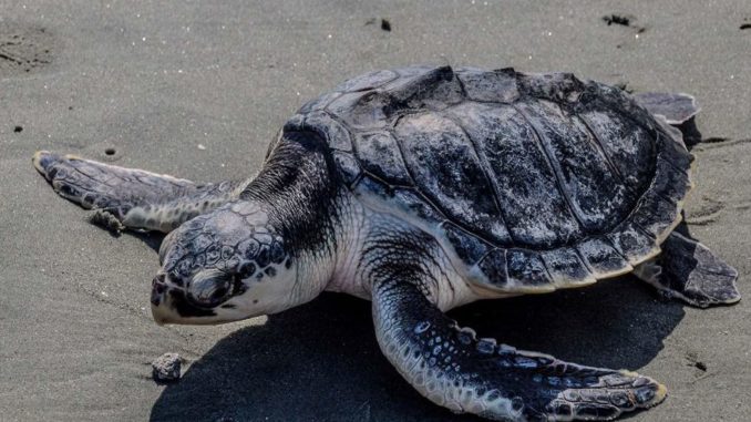 trafico de tortugas