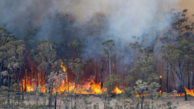 Incendios forestales en Australia