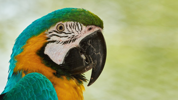 loro