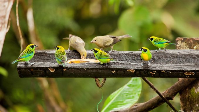 aves