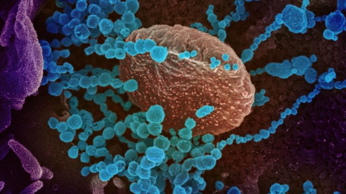 coronavirus eeuu