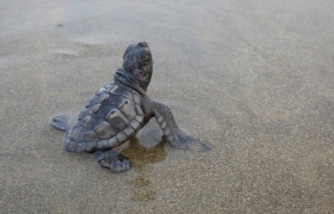 tortuga